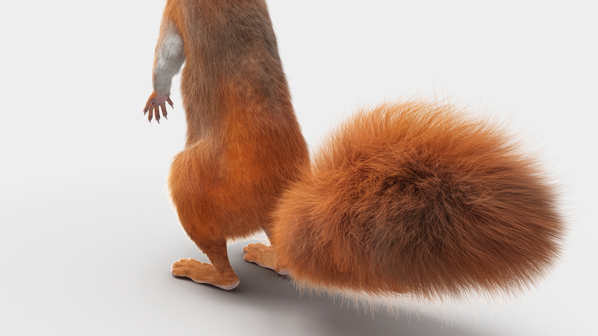 3D Red Squirrel in Standing Pose Fur model