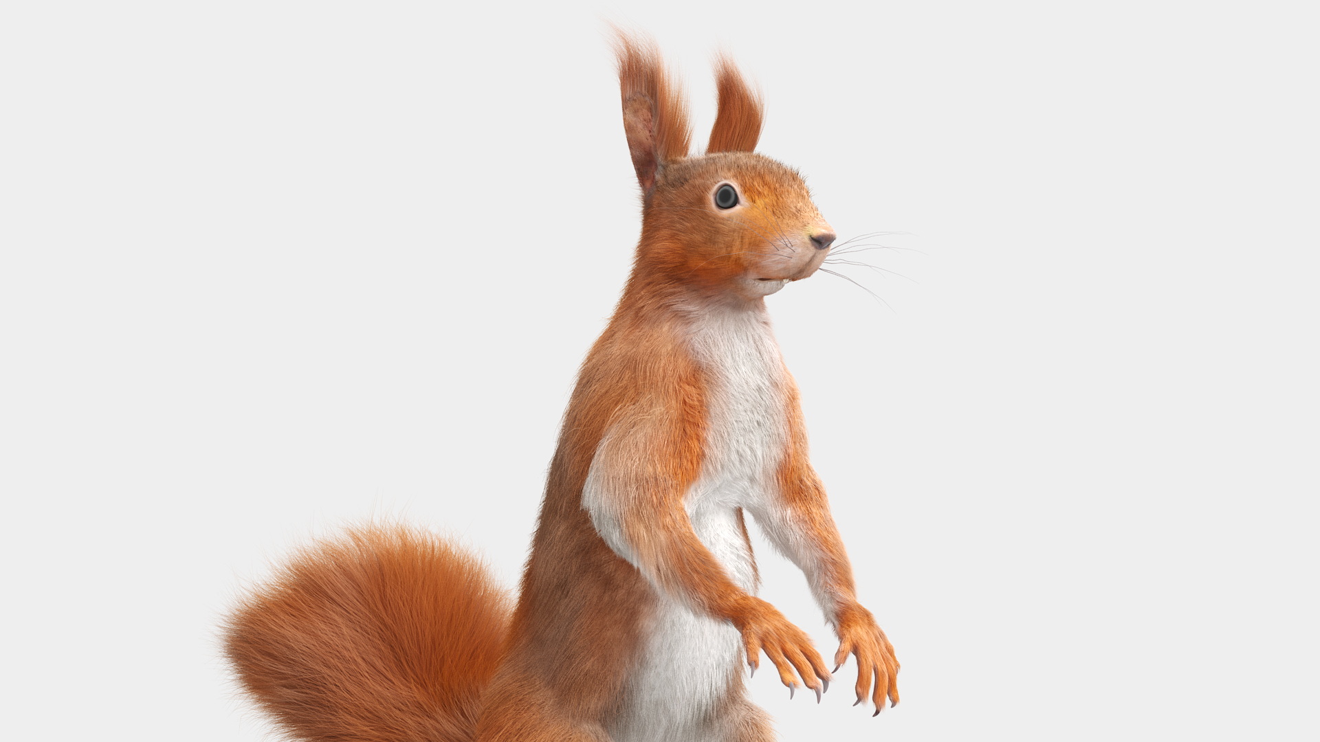 3D Red Squirrel in Standing Pose Fur model