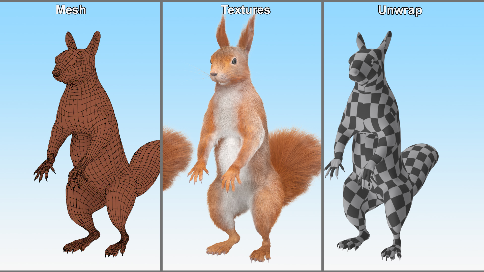 3D Red Squirrel in Standing Pose Fur model