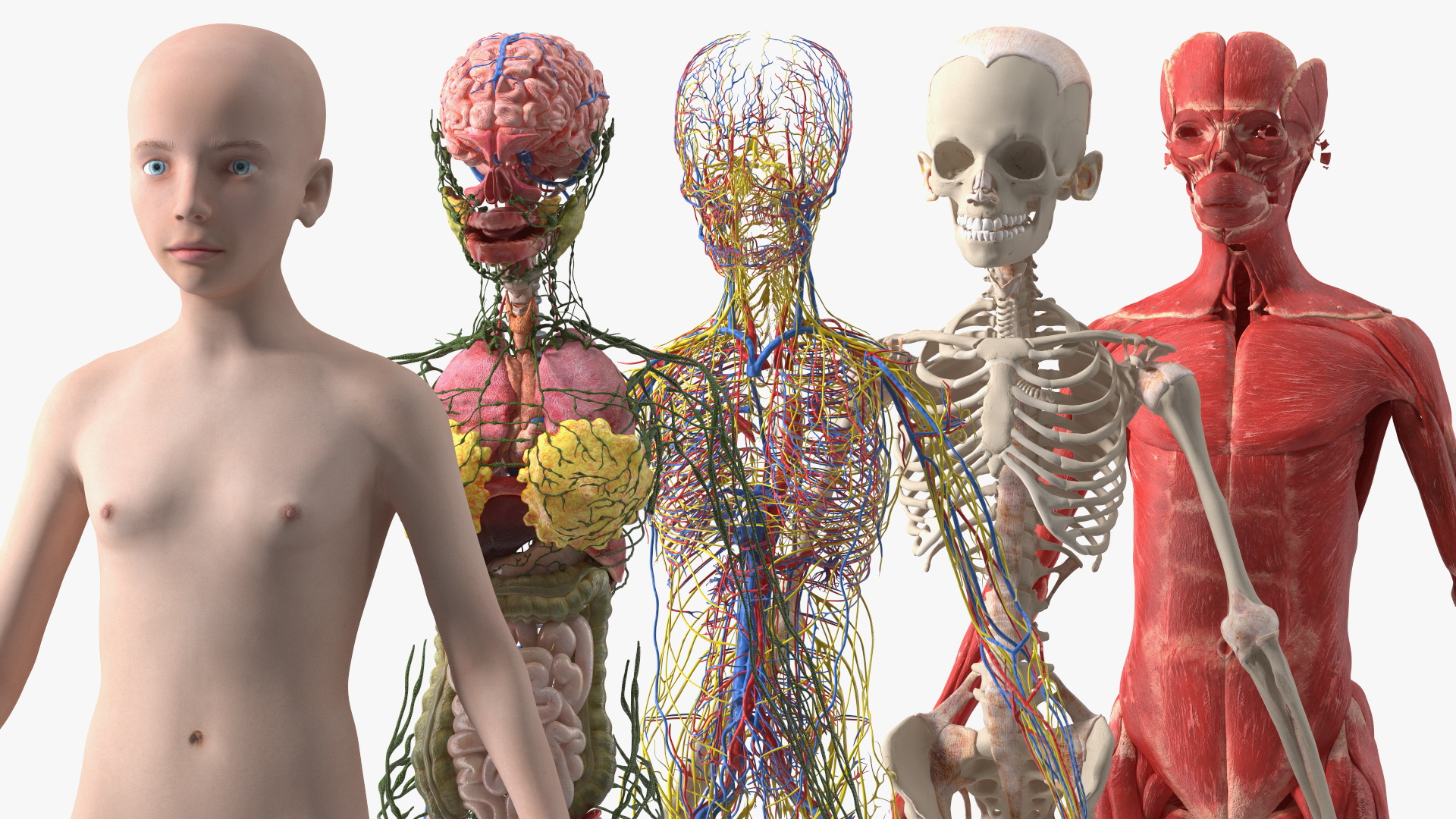 3D Full Body Kid Girl Anatomy