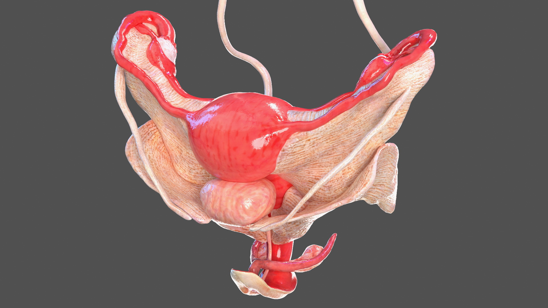 3D Full Body Kid Girl Anatomy