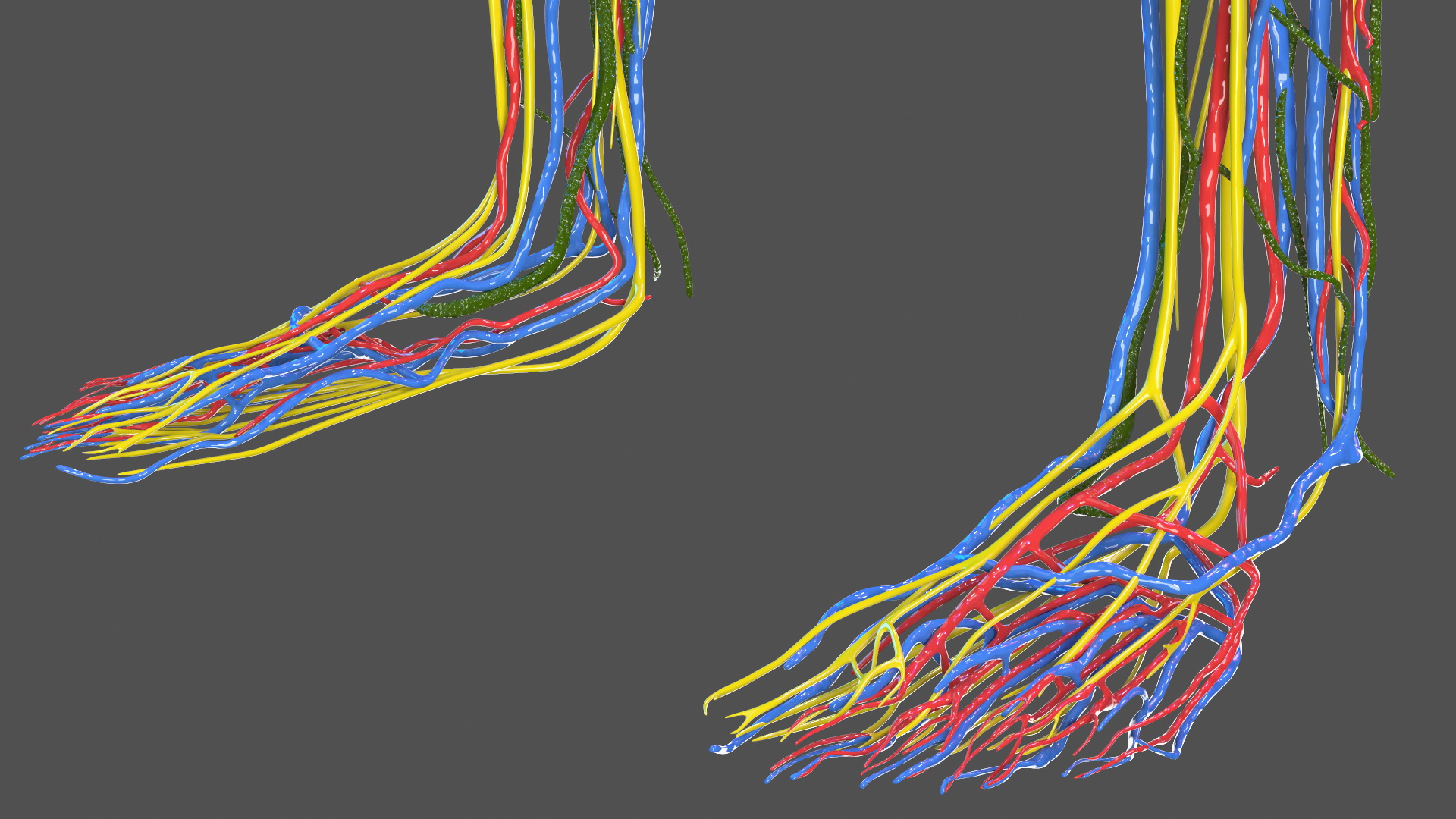 3D Full Body Kid Girl Anatomy