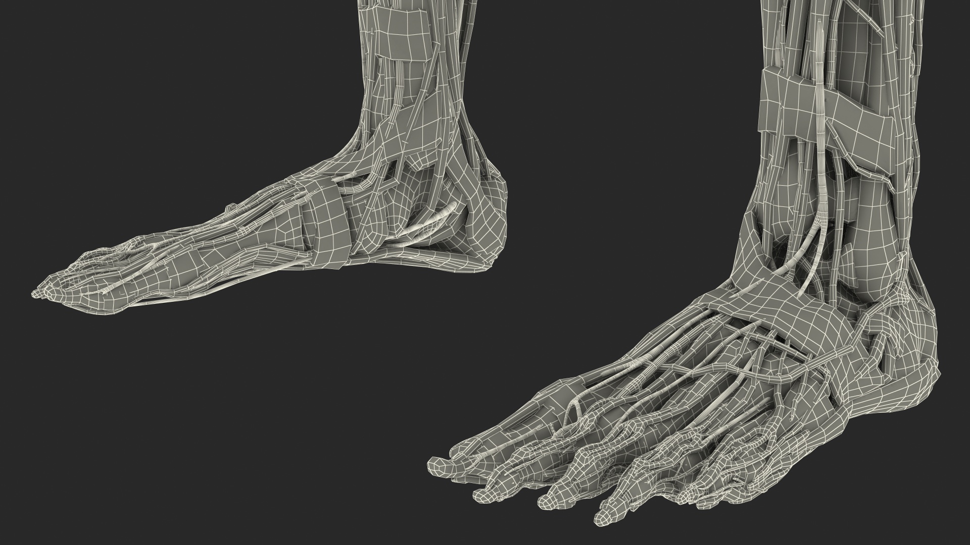 3D Full Body Kid Girl Anatomy
