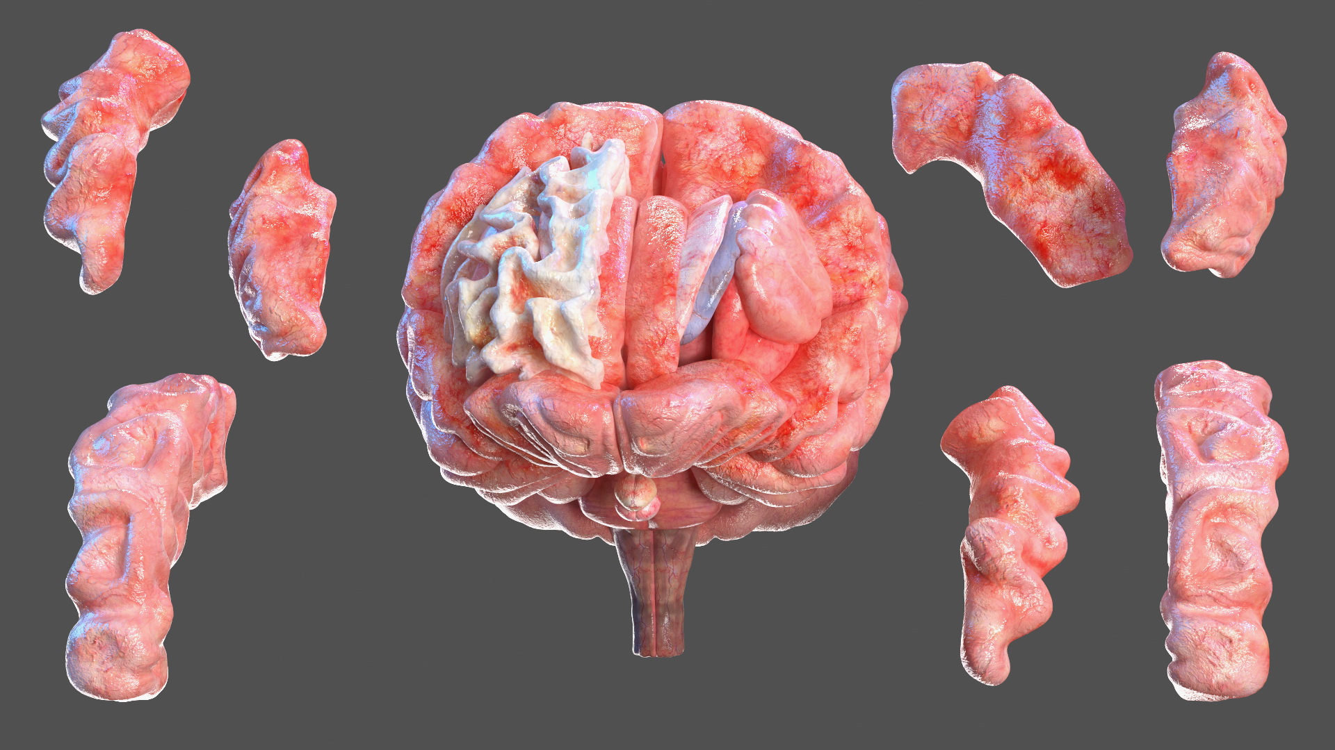 3D Full Body Kid Girl Anatomy