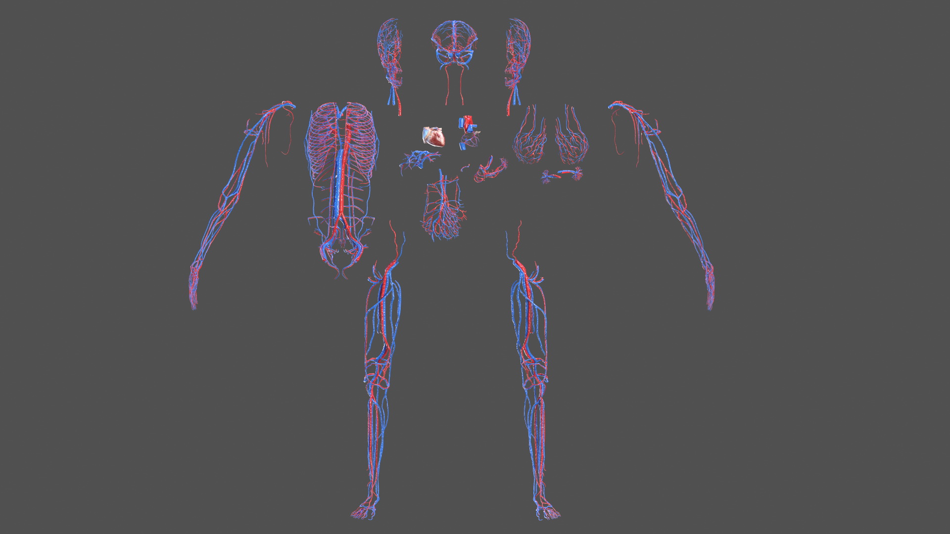 3D Full Body Kid Girl Anatomy