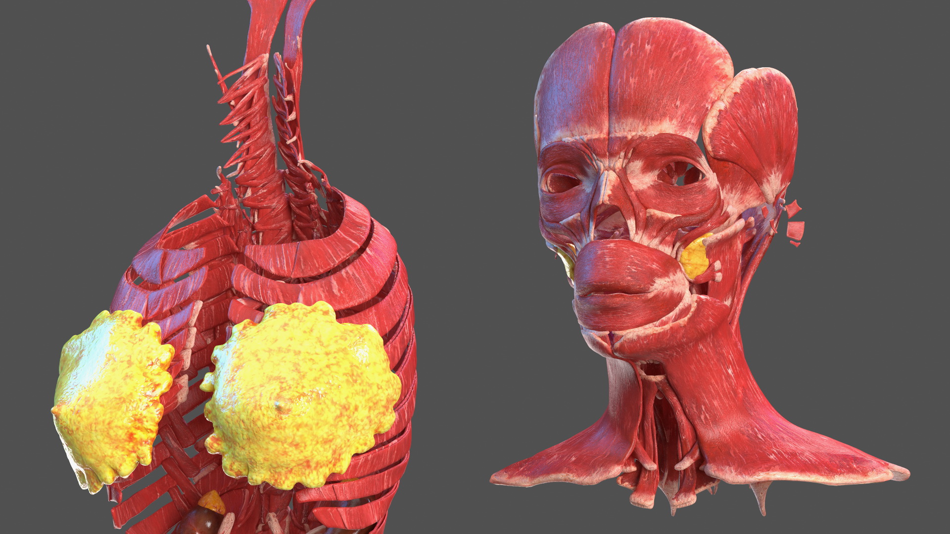 3D Full Body Kid Girl Anatomy