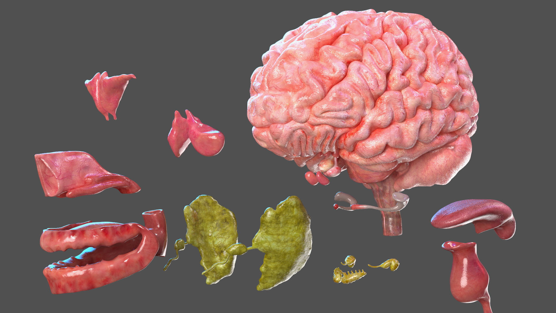 3D Full Body Kid Girl Anatomy
