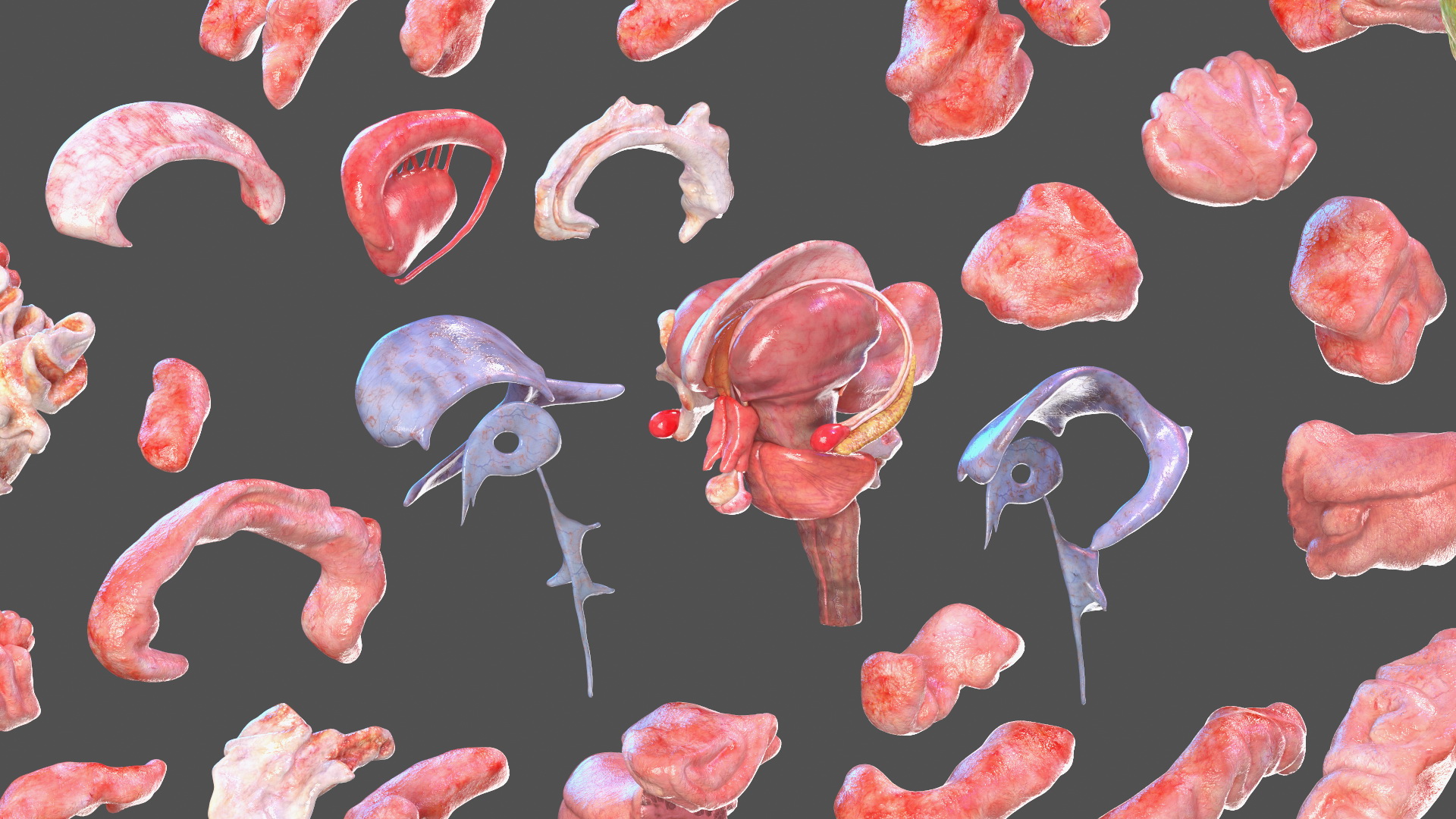 3D Full Body Kid Girl Anatomy
