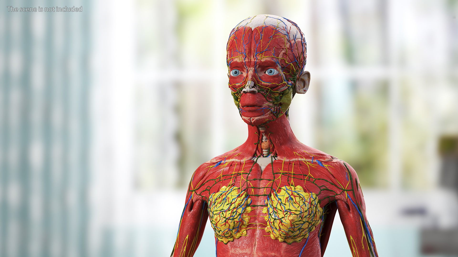 3D Full Body Kid Girl Anatomy