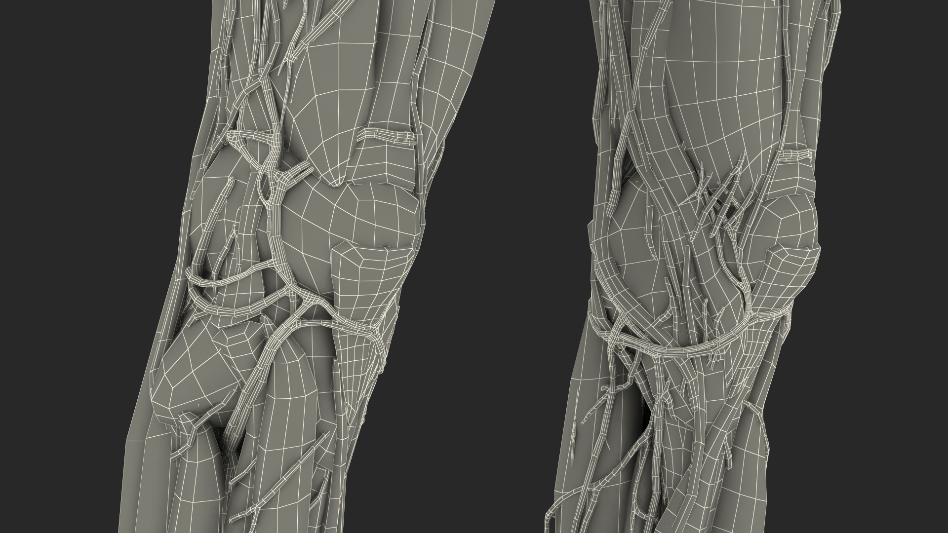 3D Full Body Kid Girl Anatomy