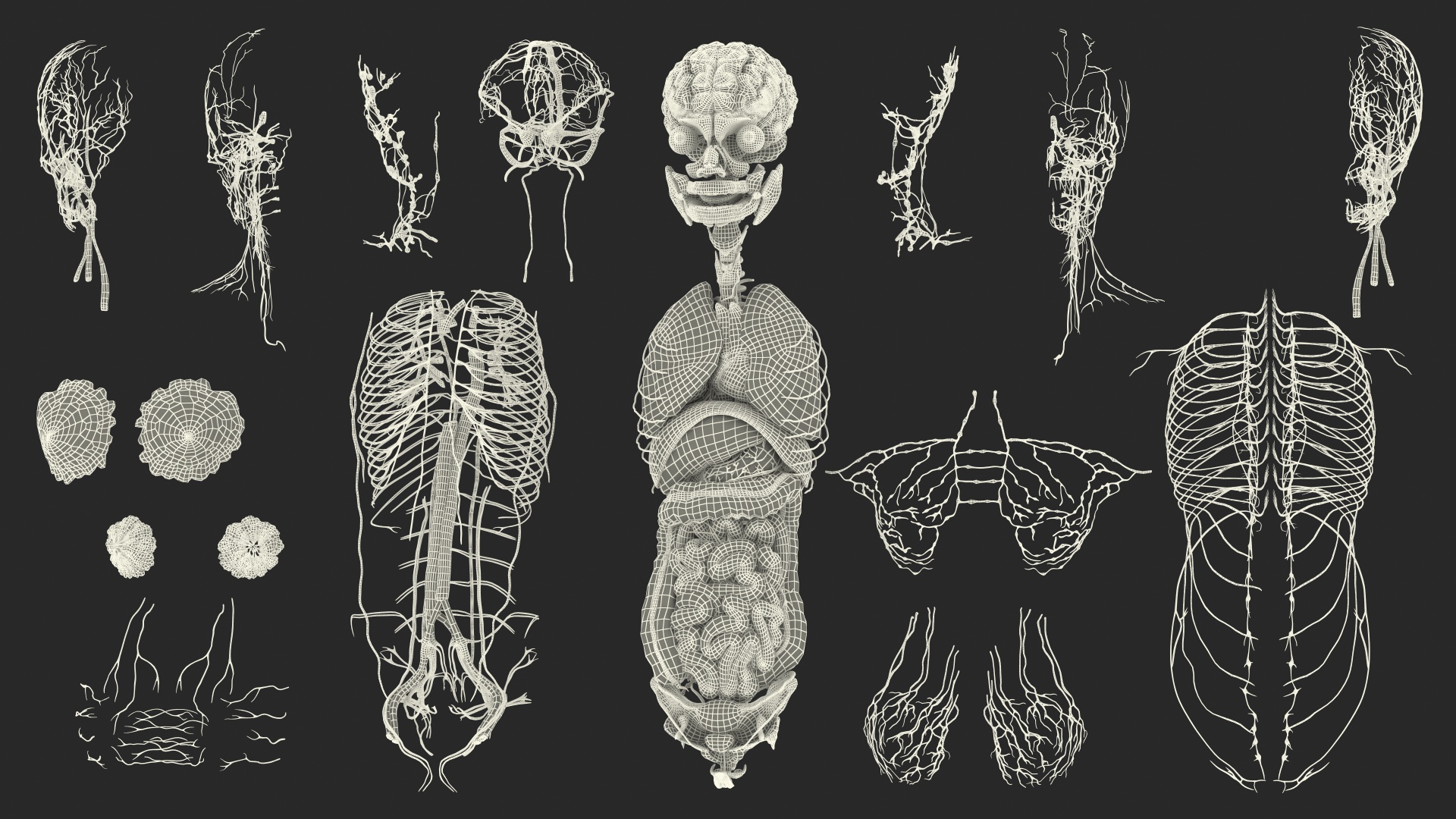 3D Full Body Kid Girl Anatomy