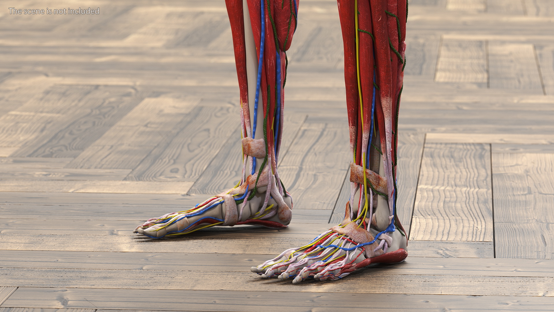 3D Full Body Kid Girl Anatomy