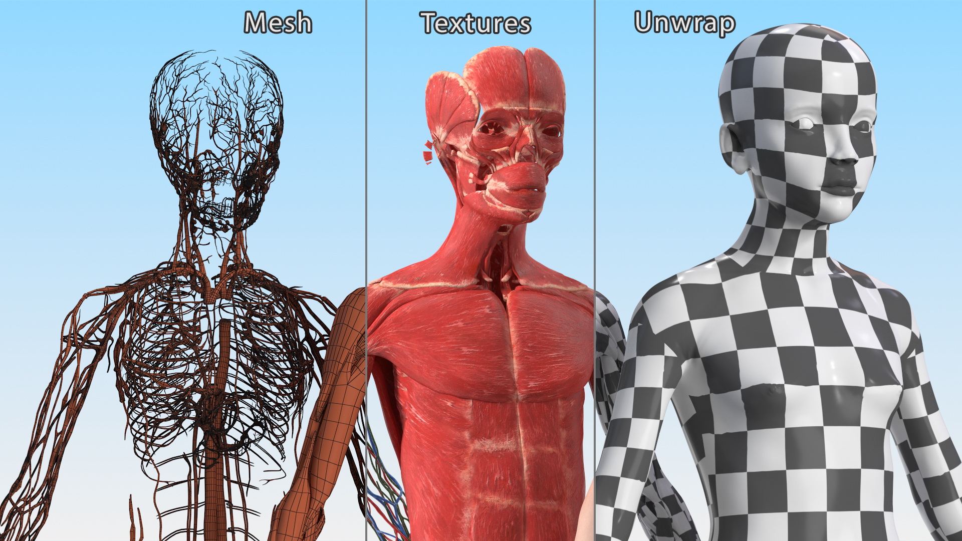 3D Full Body Kid Girl Anatomy
