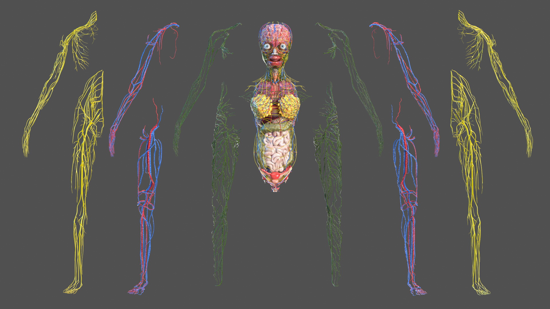 3D Full Body Kid Girl Anatomy