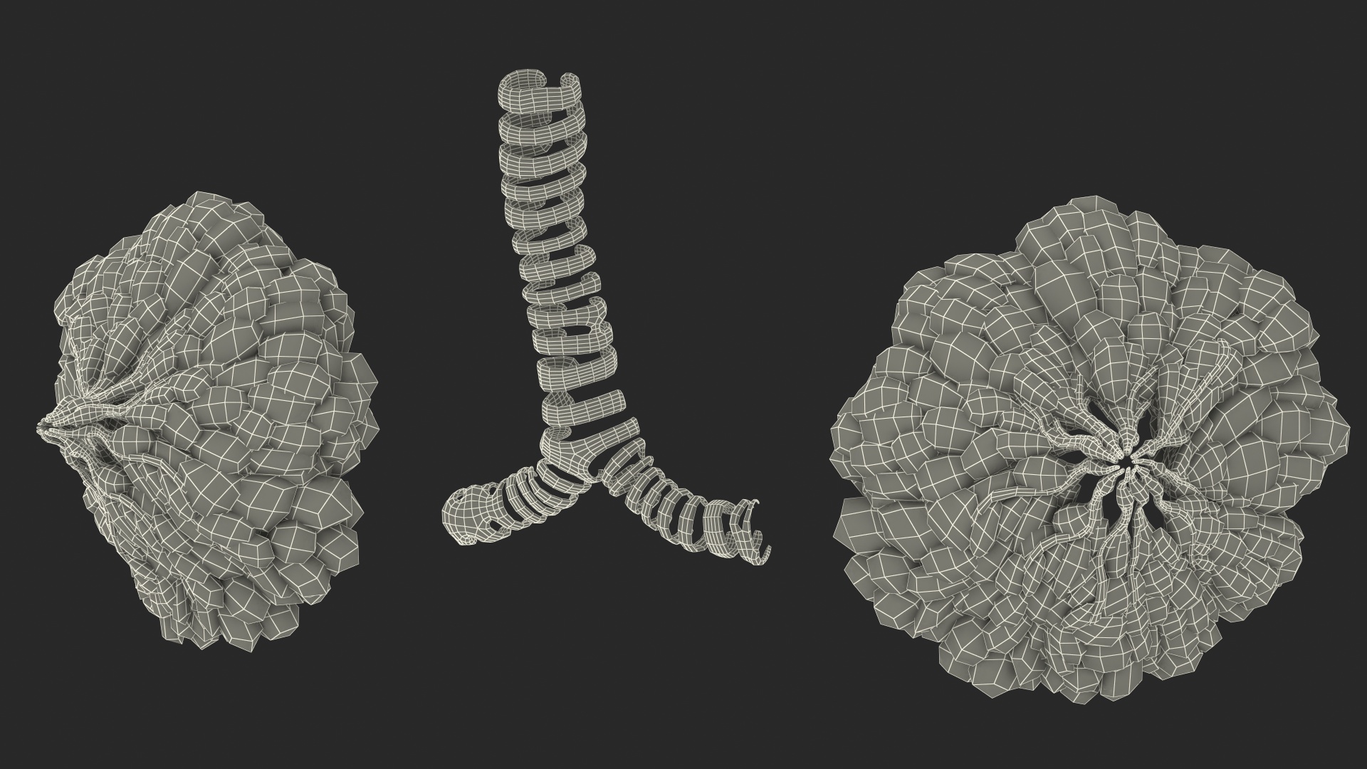 3D Full Body Kid Girl Anatomy