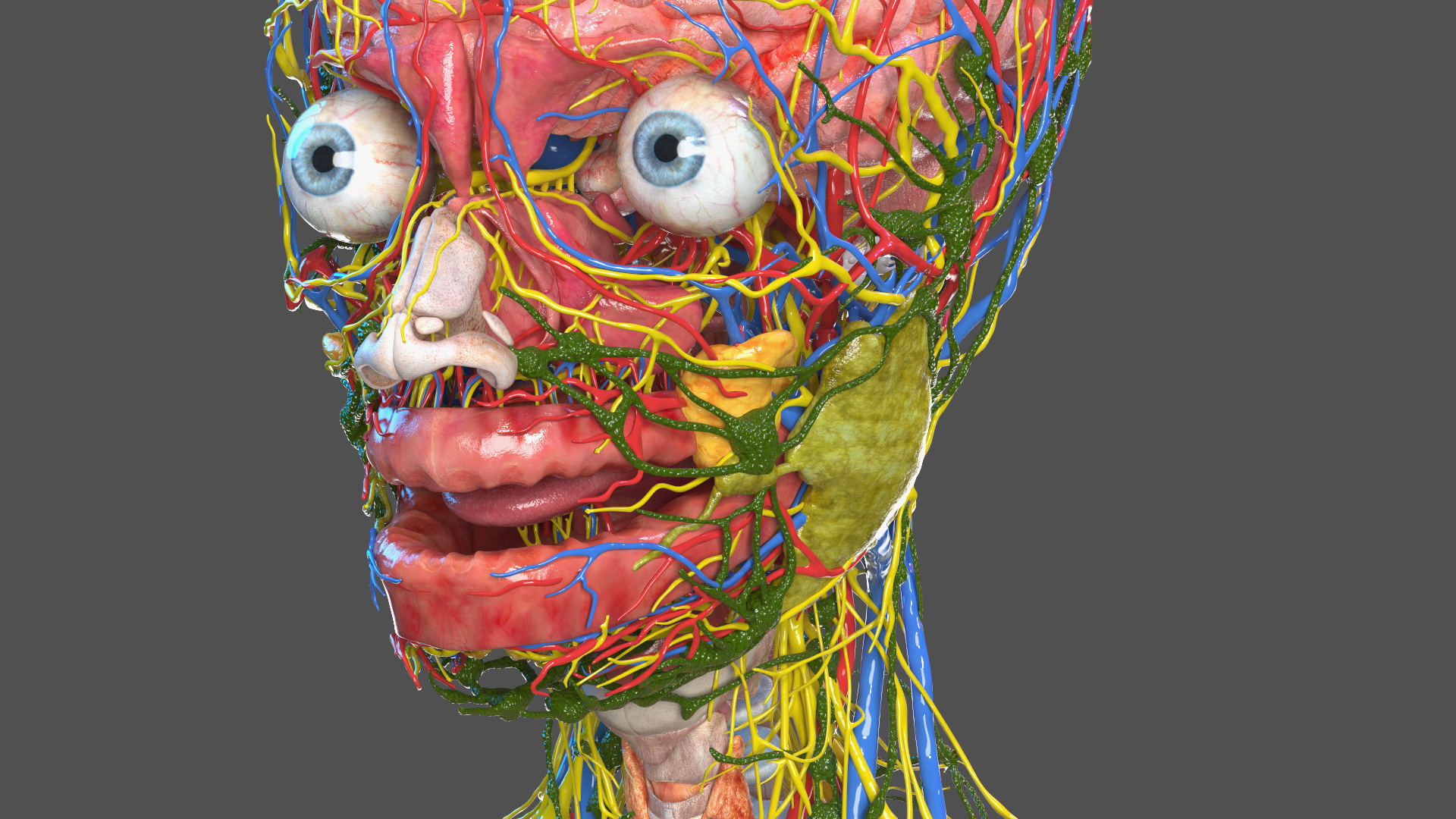 3D Full Body Kid Girl Anatomy