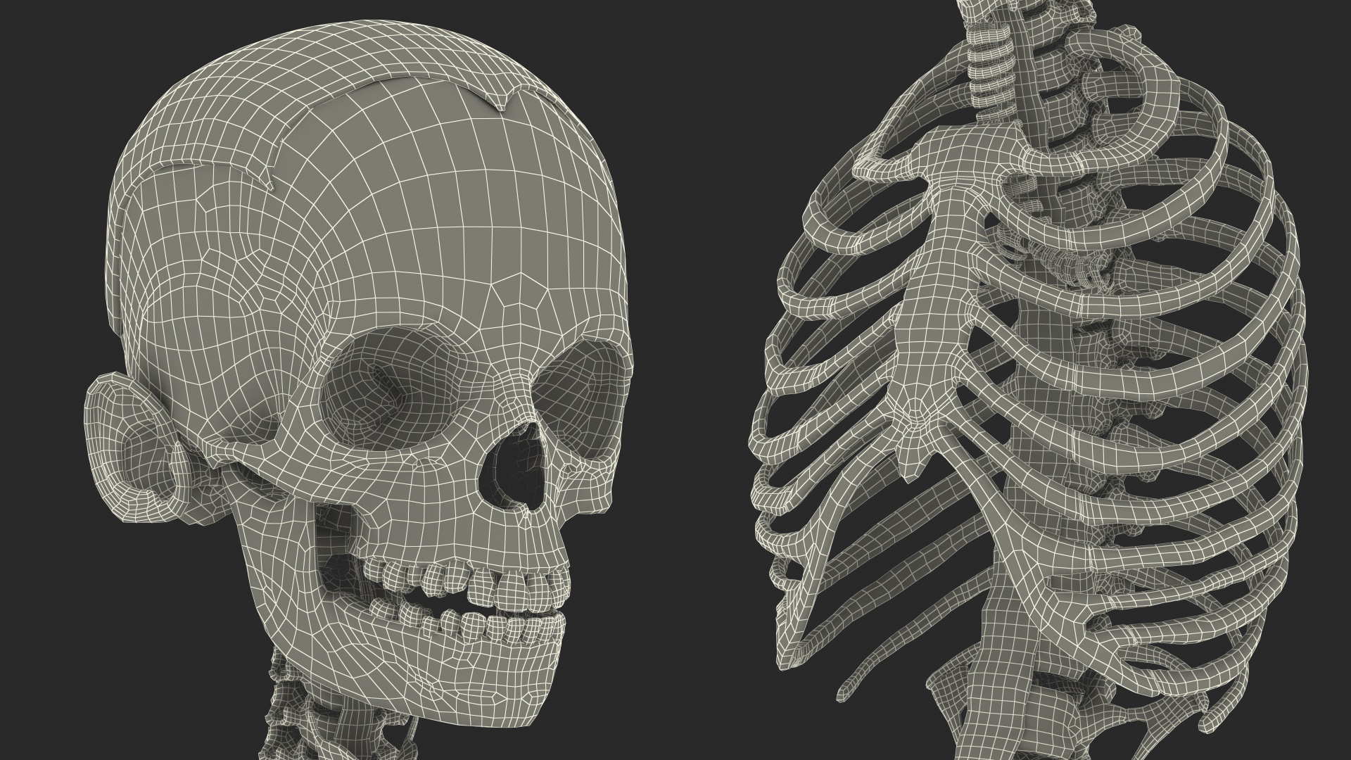 3D Full Body Kid Girl Anatomy