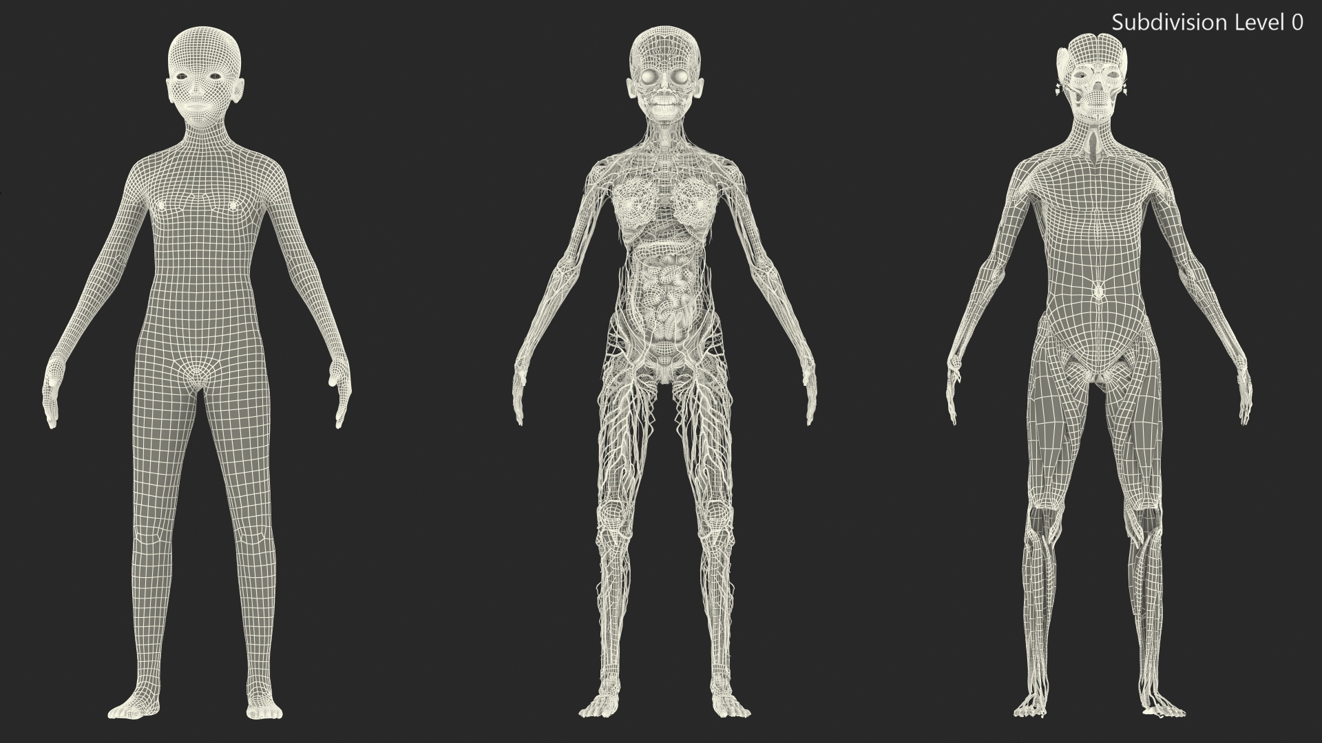 3D Full Body Kid Girl Anatomy