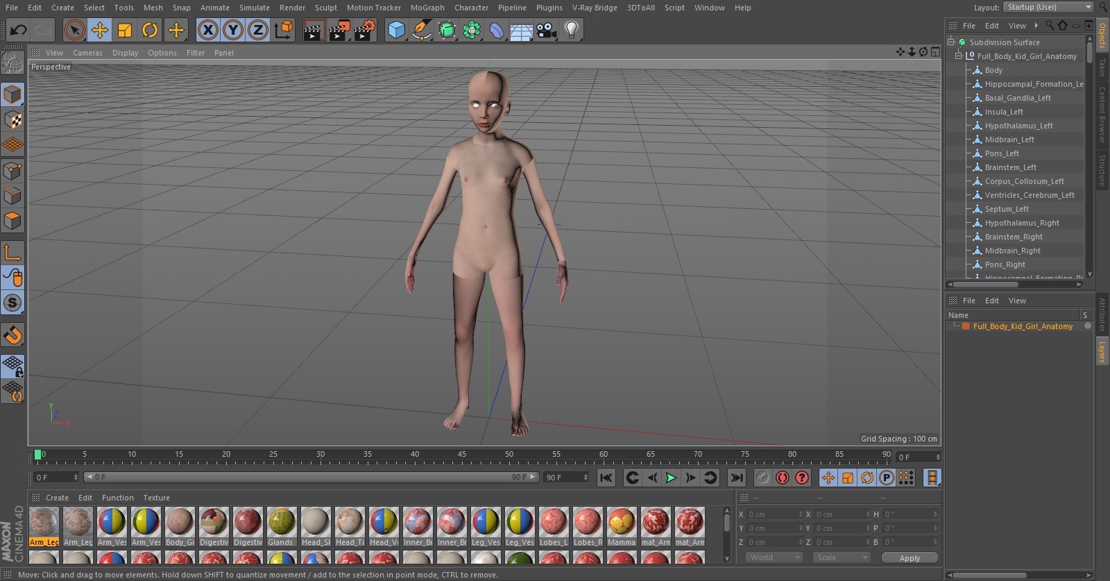 3D Full Body Kid Girl Anatomy