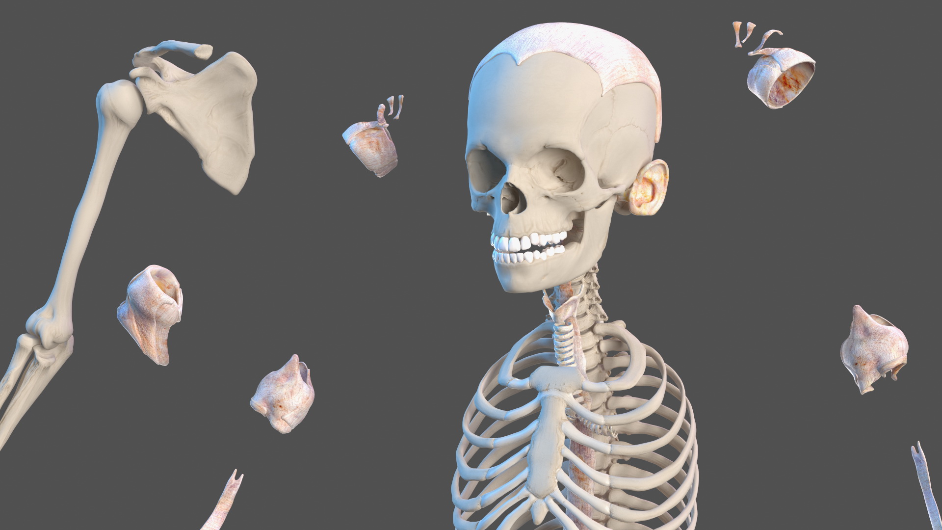 3D Full Body Kid Girl Anatomy