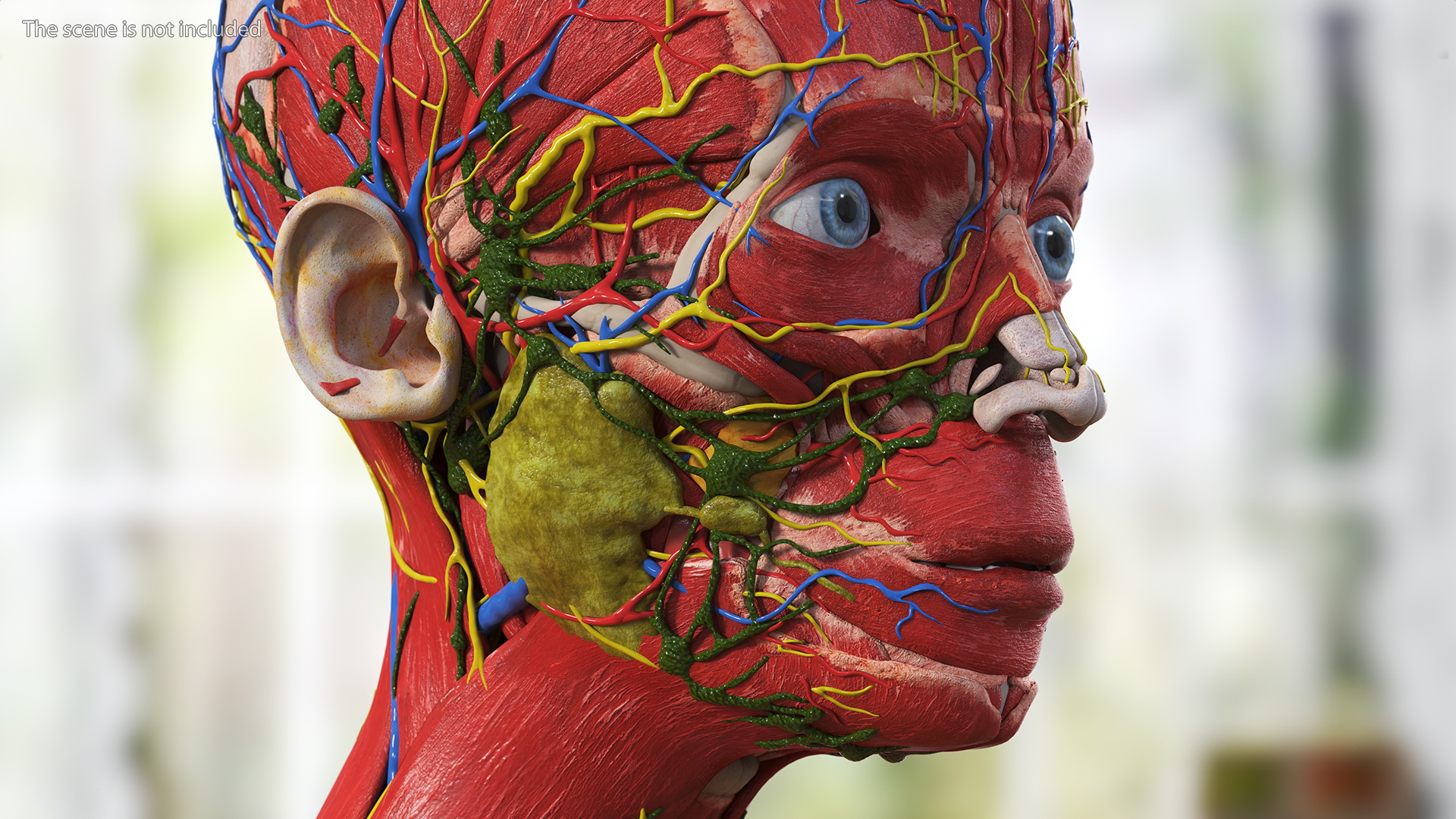 3D Full Body Kid Girl Anatomy