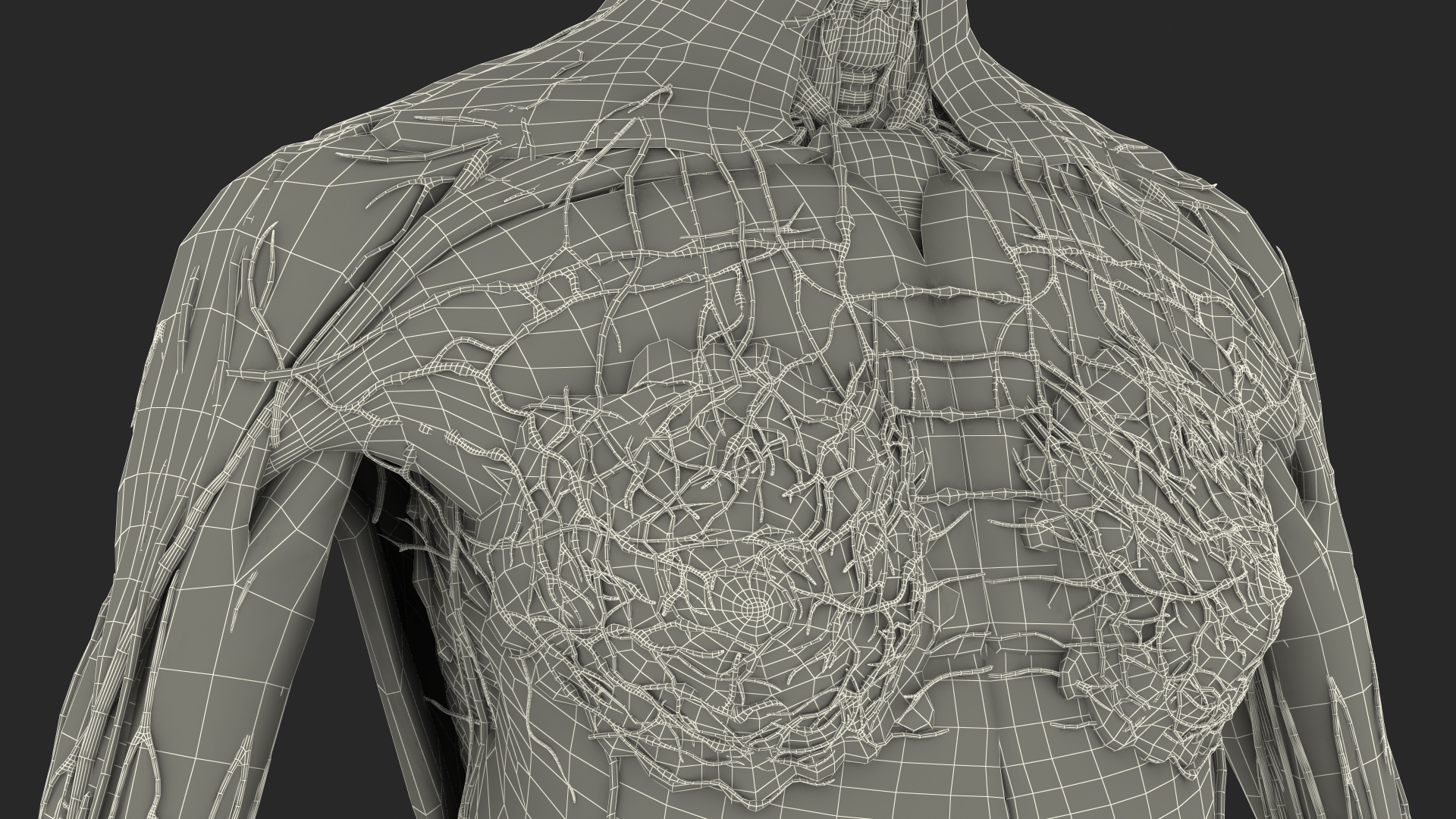 3D Full Body Kid Girl Anatomy