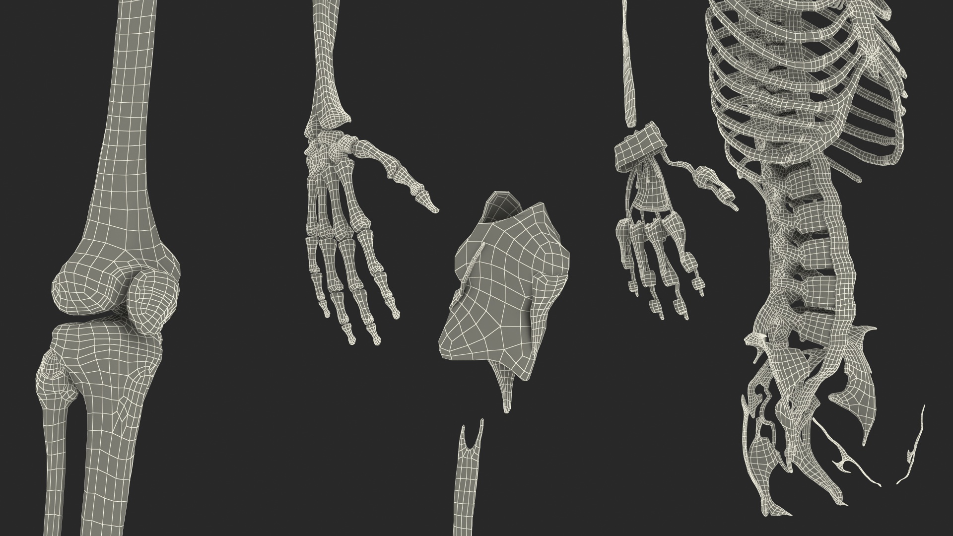 3D Full Body Kid Girl Anatomy