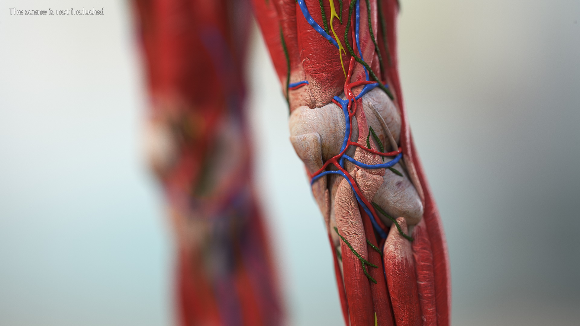 3D Full Body Kid Girl Anatomy