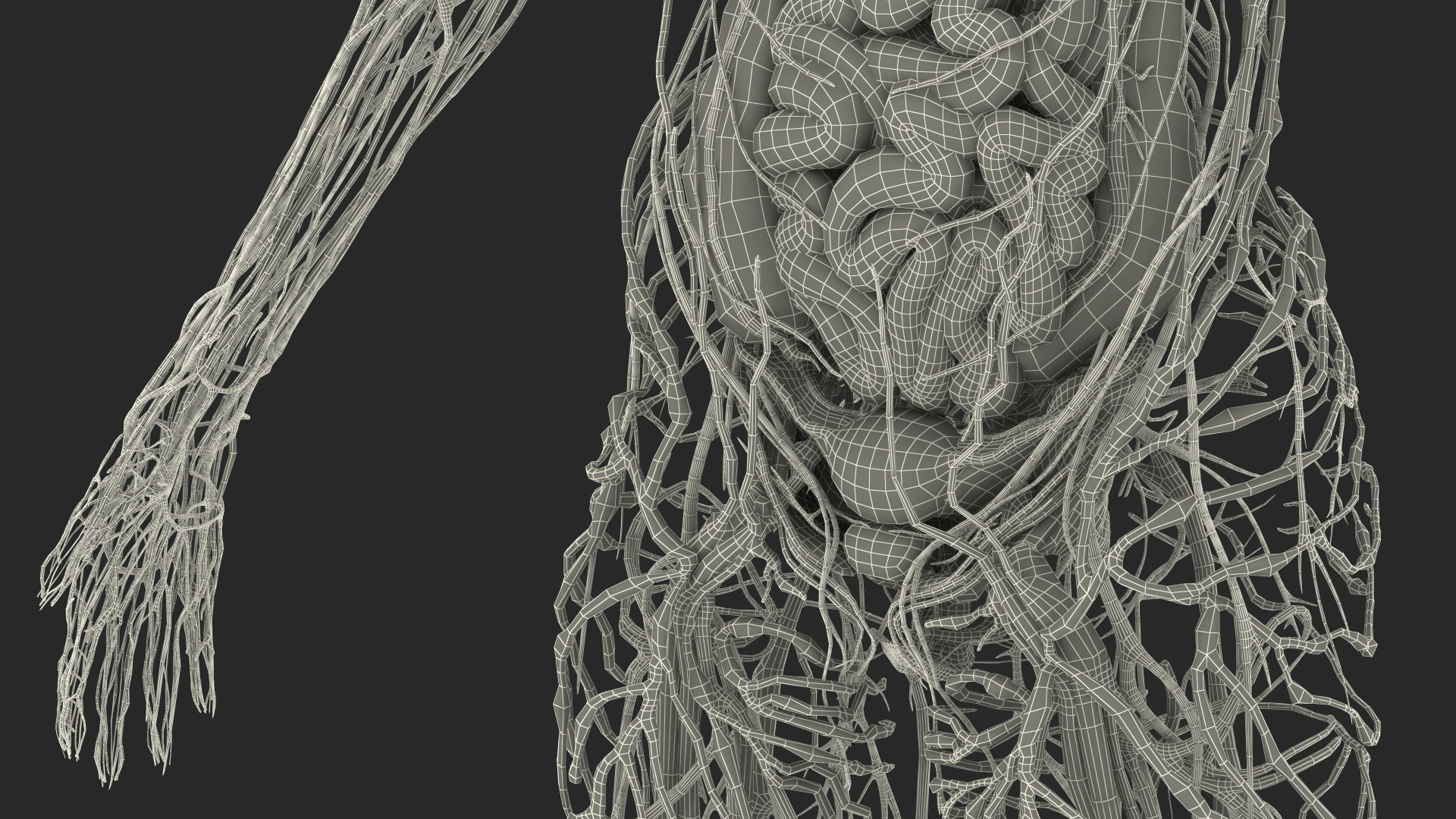 3D Full Body Kid Girl Anatomy