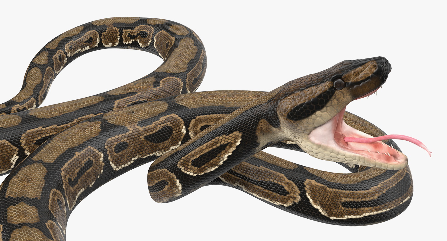 Brown Python Snake Rigged for Maya 3D model