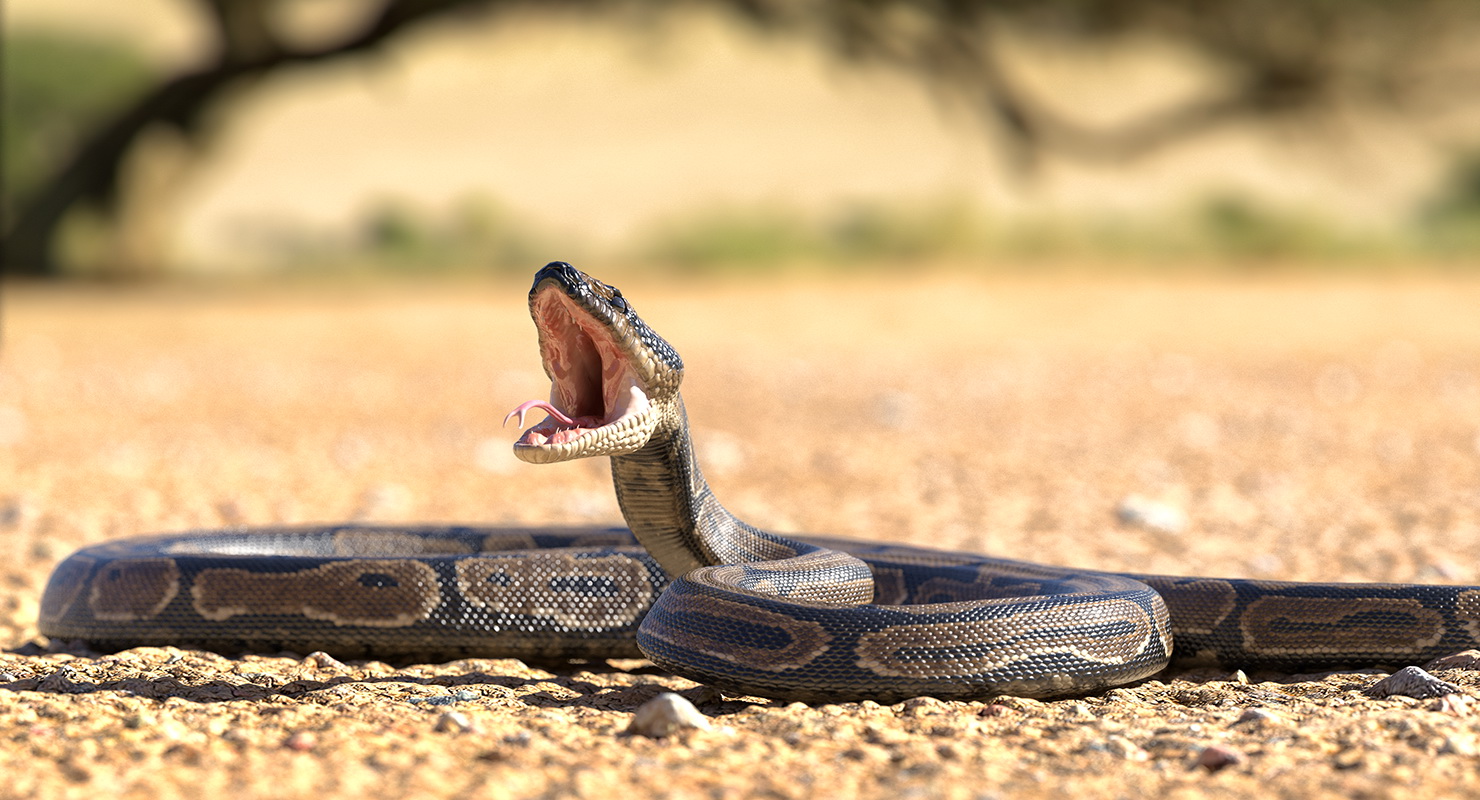Brown Python Snake Rigged for Maya 3D model