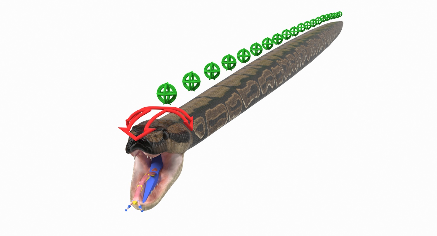Brown Python Snake Rigged for Maya 3D model