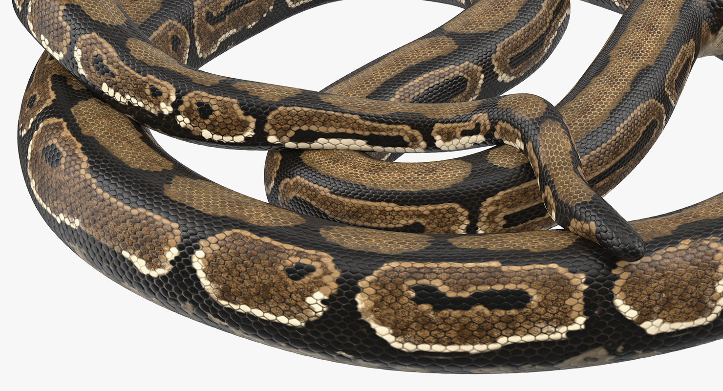 Brown Python Snake Rigged for Maya 3D model