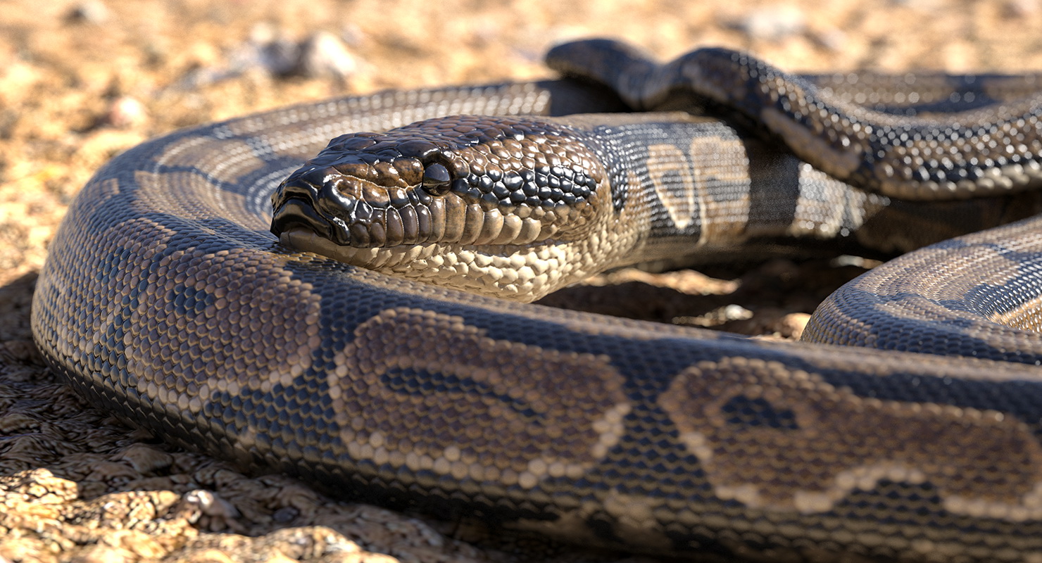 Brown Python Snake Rigged for Maya 3D model