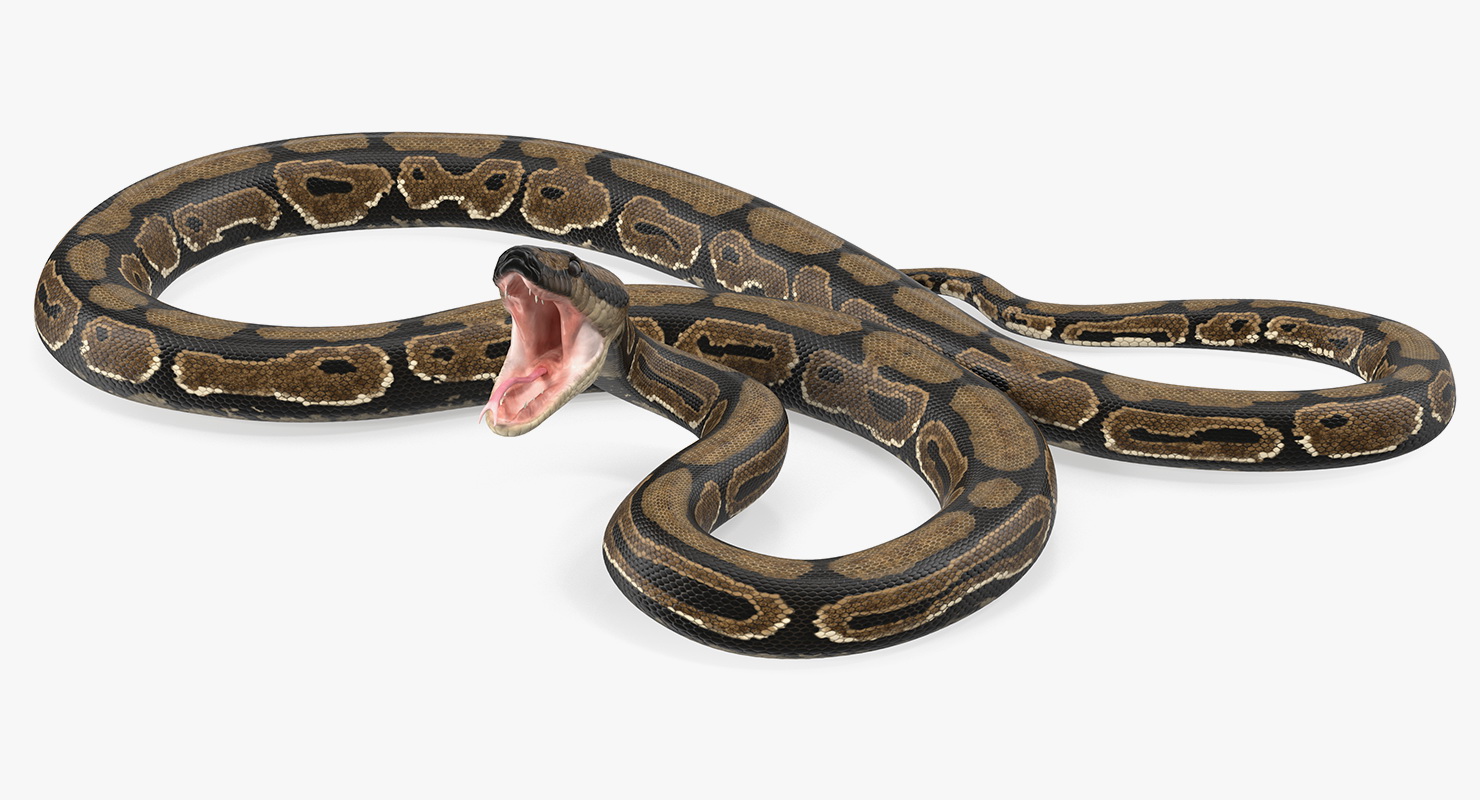 Brown Python Snake Rigged for Maya 3D model