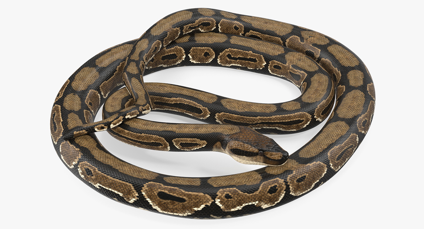 Brown Python Snake Rigged for Maya 3D model