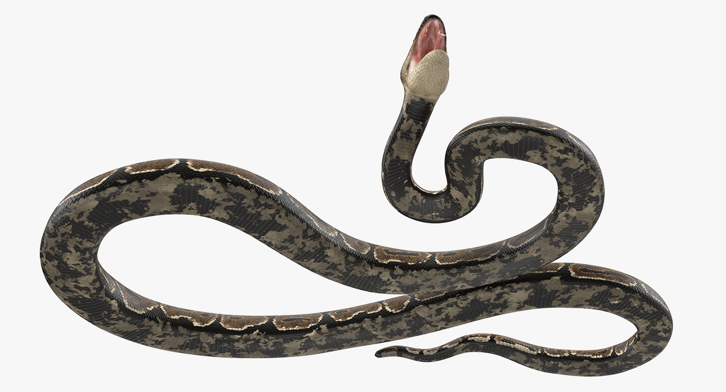 Brown Python Snake Rigged for Maya 3D model