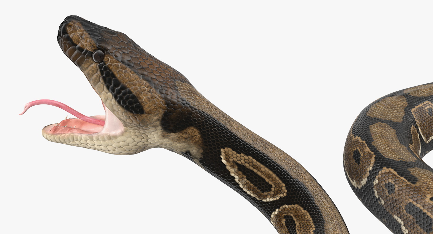 Brown Python Snake Rigged for Maya 3D model