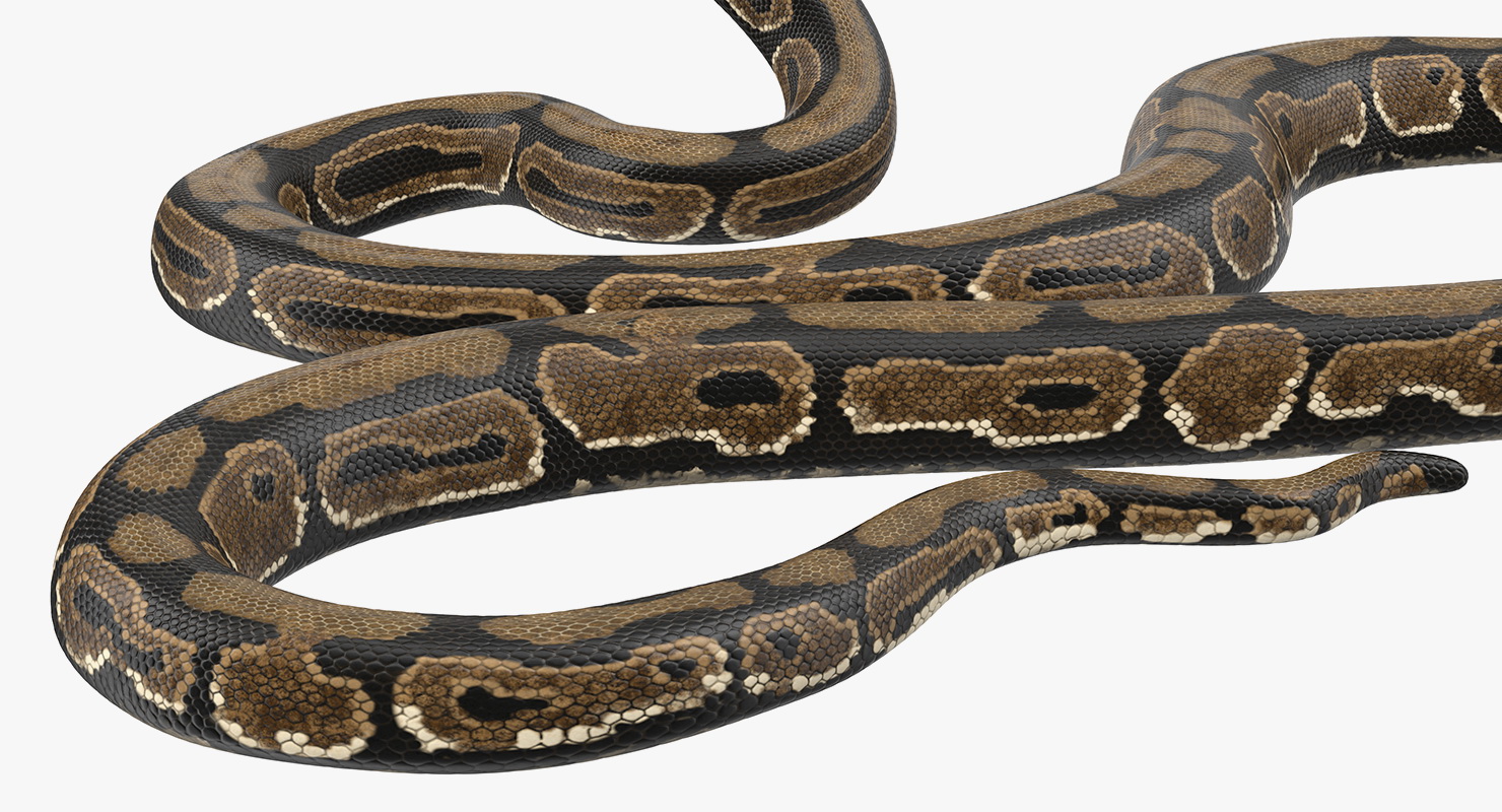 Brown Python Snake Rigged for Maya 3D model