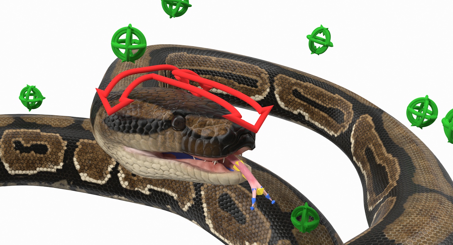 Brown Python Snake Rigged for Maya 3D model