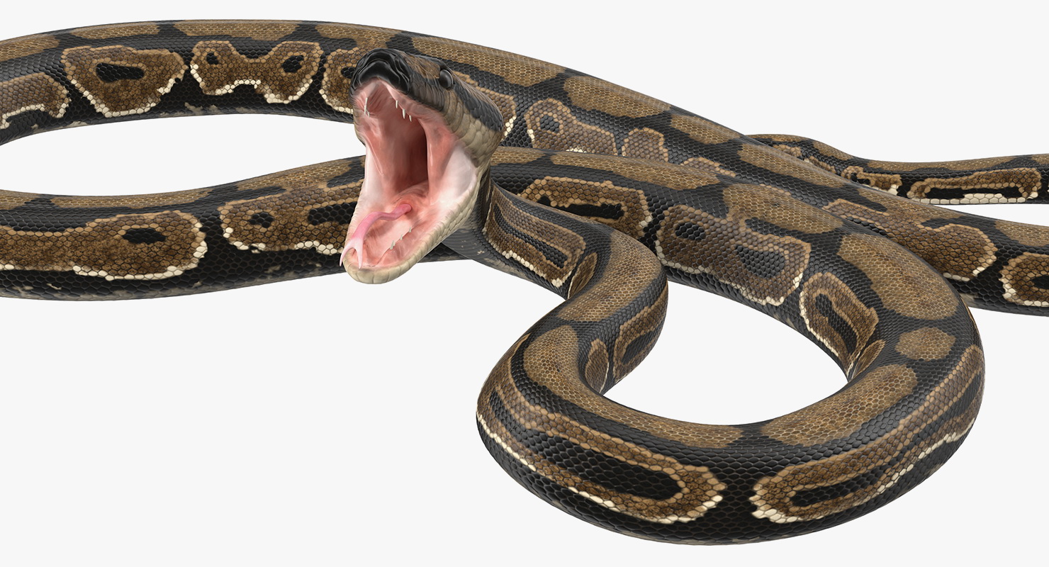Brown Python Snake Rigged for Maya 3D model