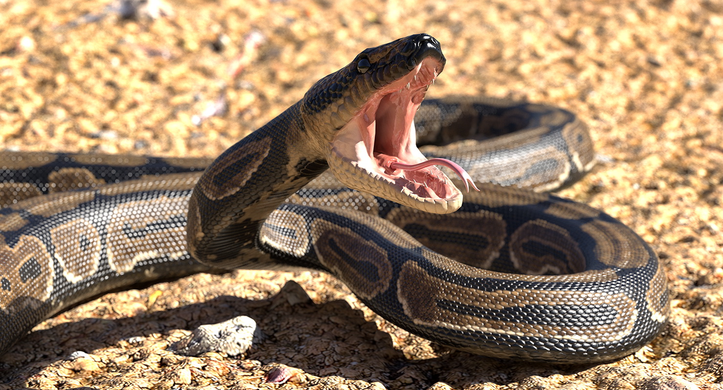 Brown Python Snake Rigged for Maya 3D model