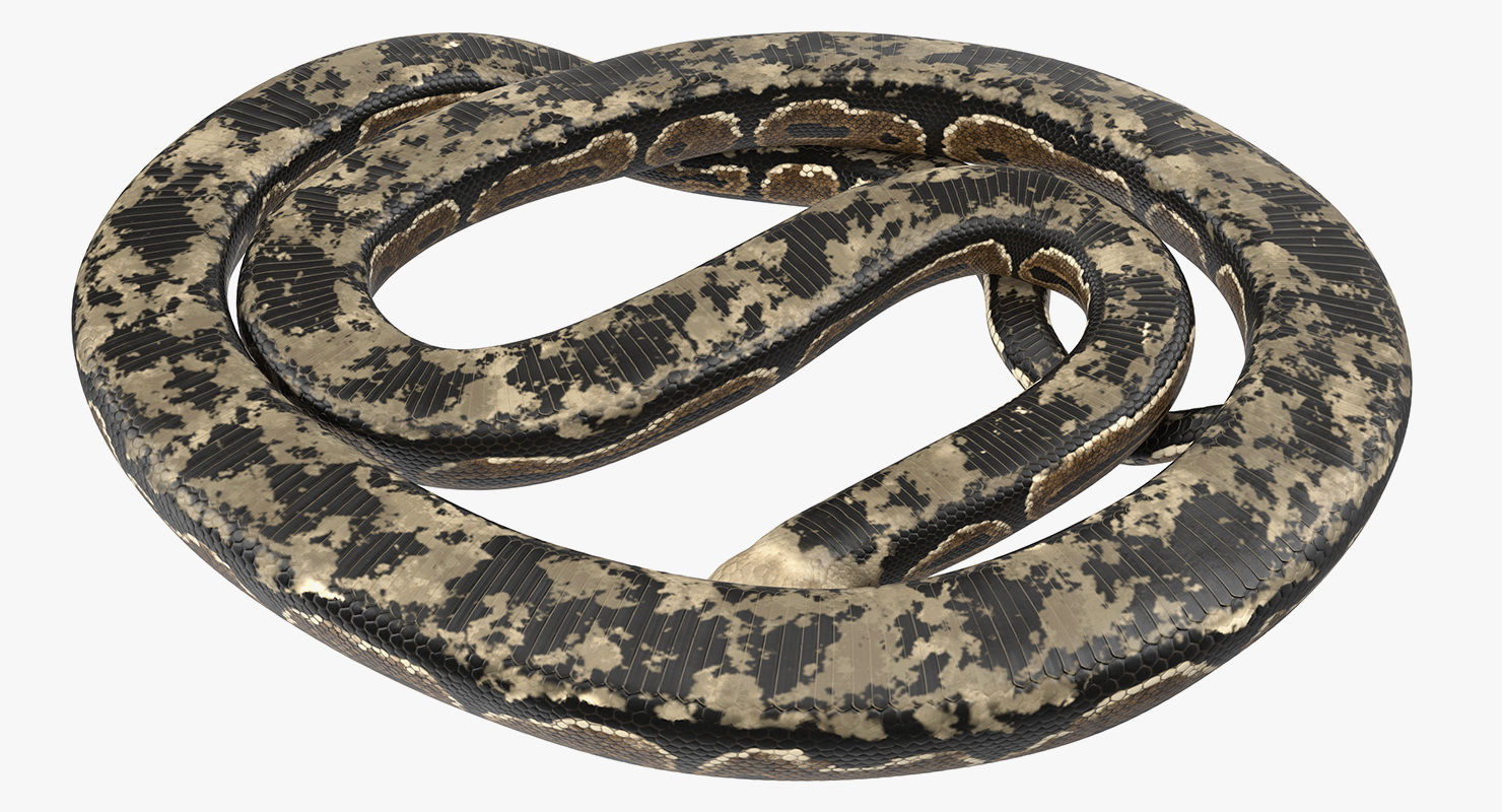 Brown Python Snake Rigged for Maya 3D model