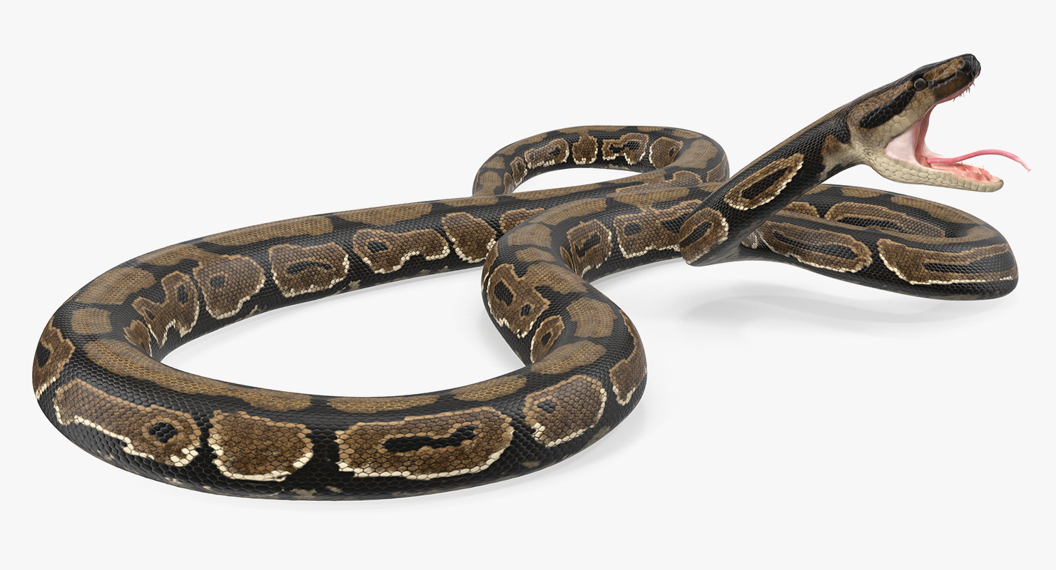 Brown Python Snake Rigged for Maya 3D model