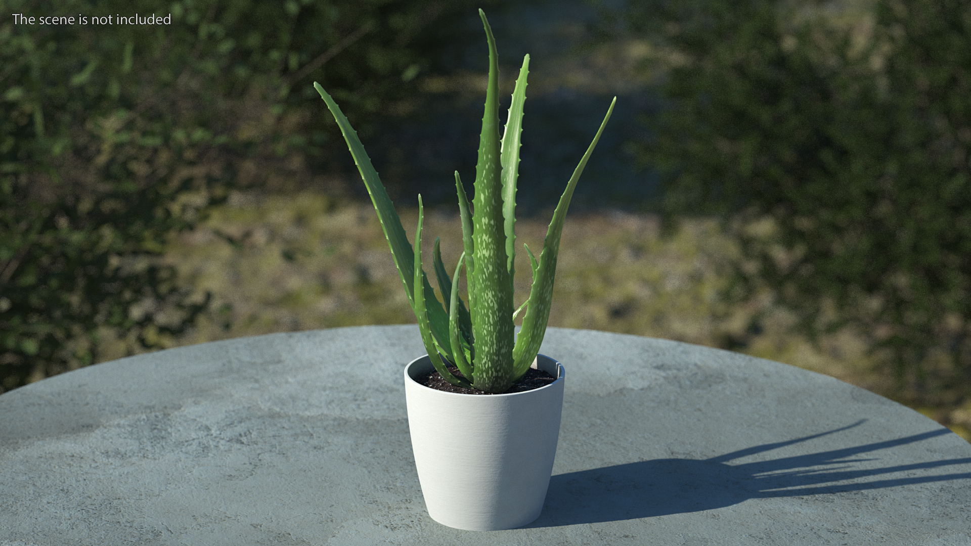 Aloe Pot Plant 3D model