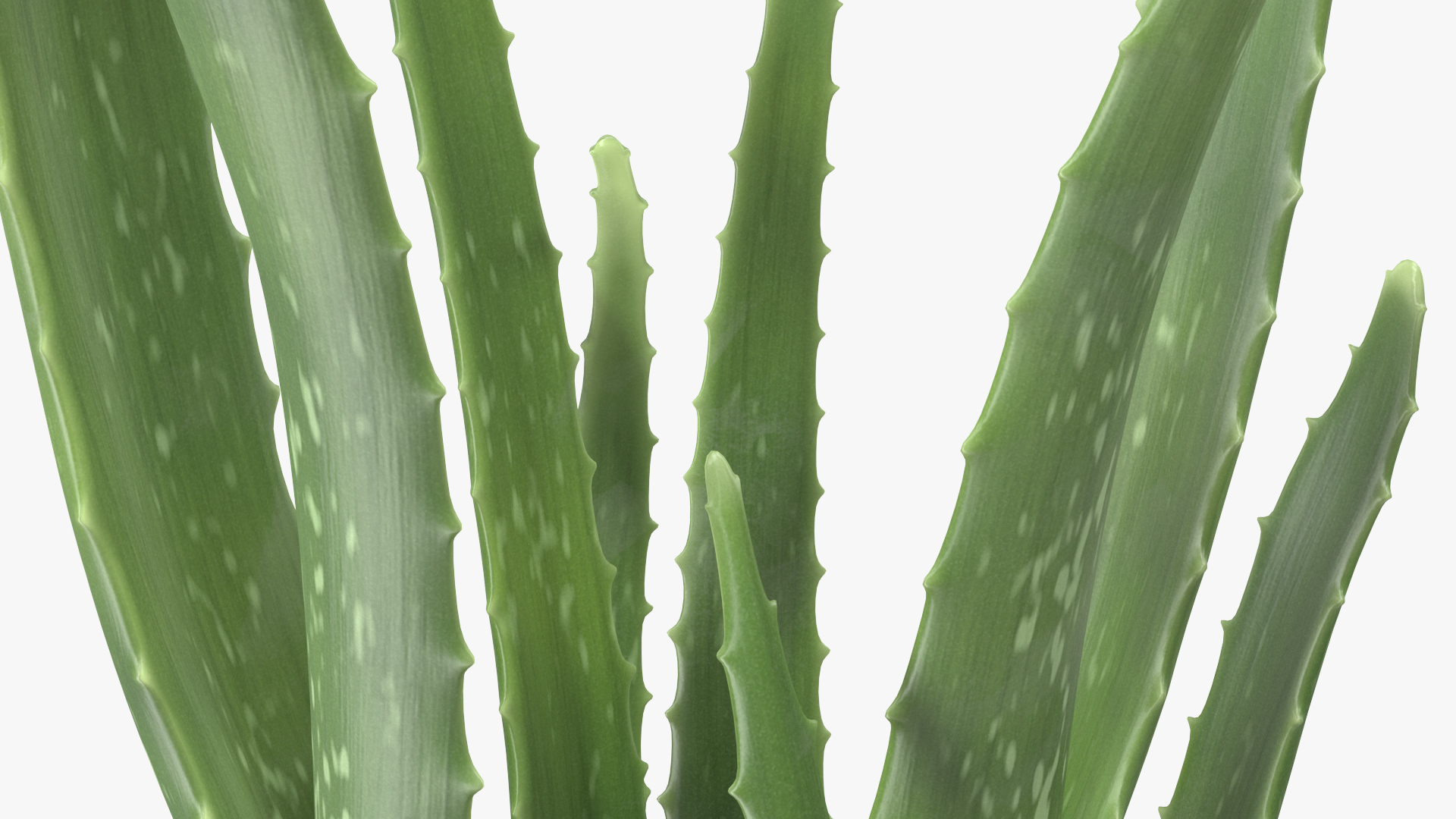 Aloe Pot Plant 3D model