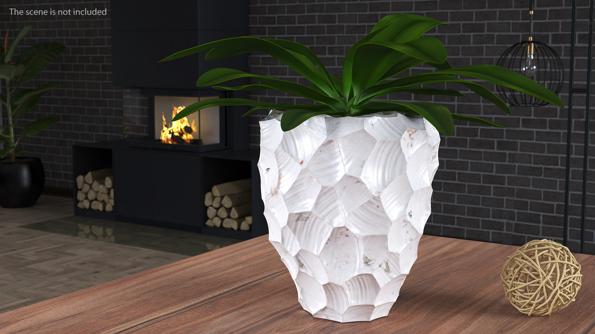 Cordyline Glauca in Modern Flower Pot 3D