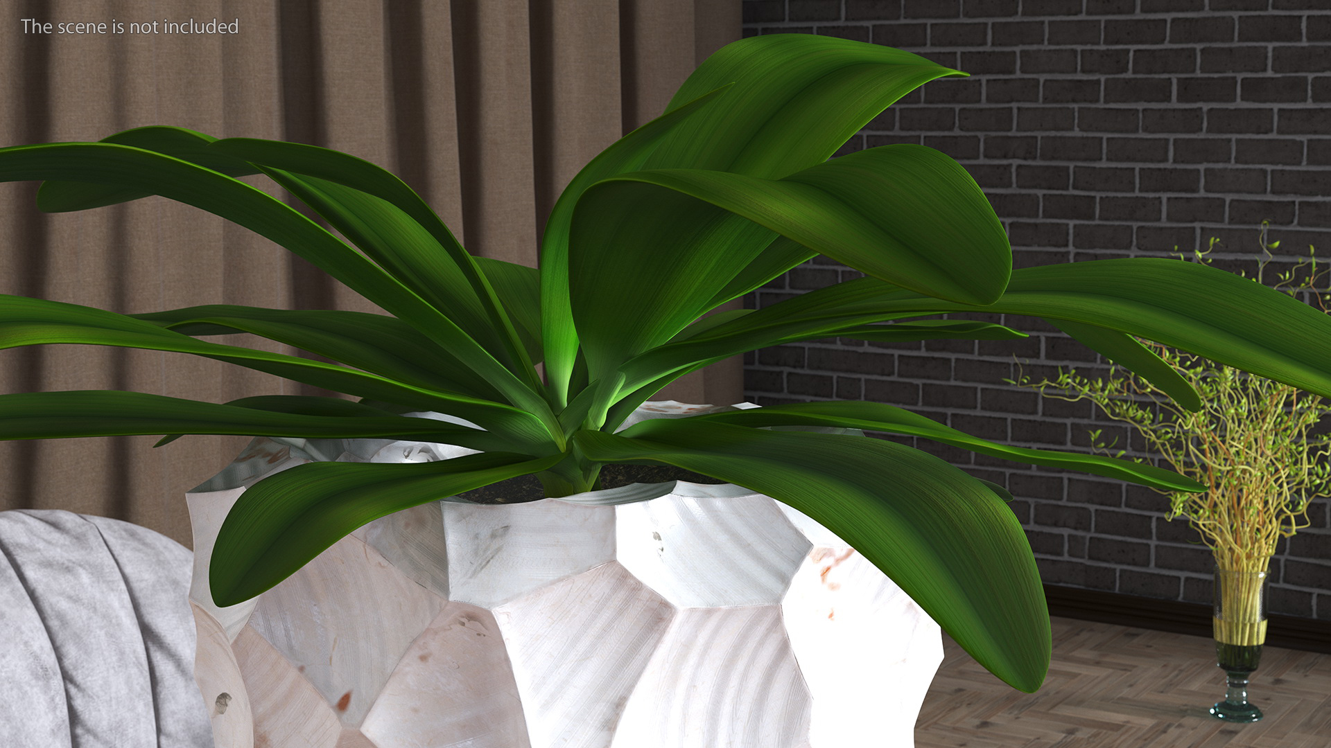 Cordyline Glauca in Modern Flower Pot 3D