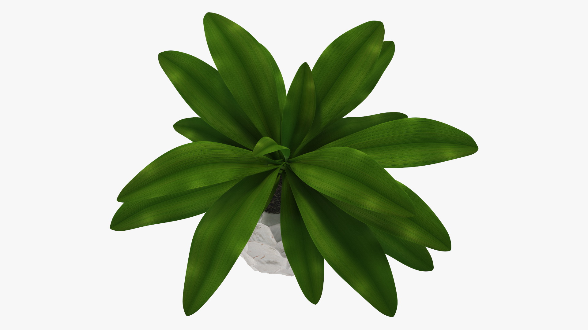 Cordyline Glauca in Modern Flower Pot 3D