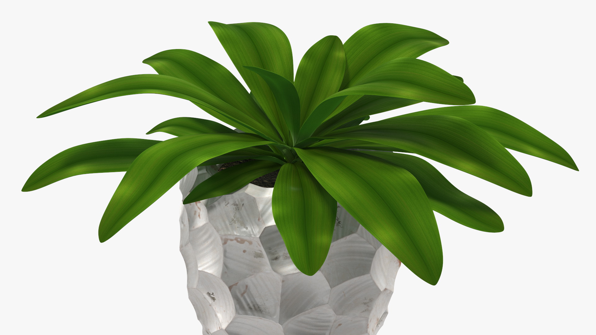 Cordyline Glauca in Modern Flower Pot 3D
